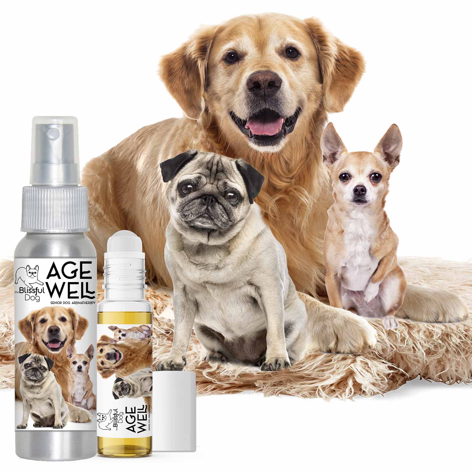 senior pug, chihuahua and golden retriever friends